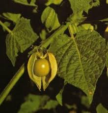 Australia is a country where people want to make their own little rainforest or nut tree plantation. Giant Poha Berry
