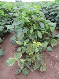Image result for Alfalfa mosaic virus
