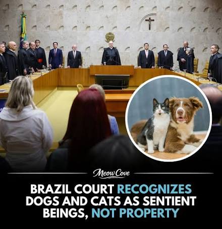 Hurt a dog or cat in Brazil, and you could face up to 5 years in prison.  🐶🐱 In 2020, Brazil pᴀssed the Sansão Law, named after a dog whose abuse  shocked