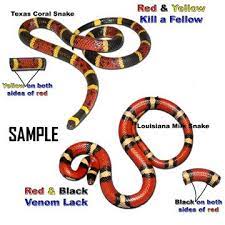 Texas Coral Snake Georgia Outdoor News Forum Poisonous Snakes Snake Coral Snake