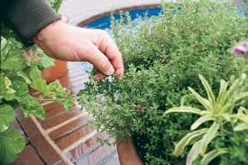 Can we drink coffee instead of water? How To Grow Culinary Thyme Finegardening