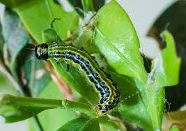 Image result for caterpillar box tree moth inside buxus plant