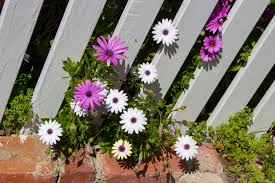 Commonly grown as an annual, the plant may perform as a perennial in usda hardiness zones 9 through 11. Osteospermum African Daisies Care Growing Horticulture