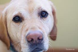 Prostate Cancer And Prostate Disease In Dogs