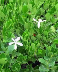 Image result for Marsilea macrocarpa