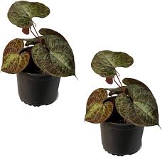 Image result for Dioscorea cotinifolia