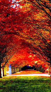 Nature Red Trees Road Iphone 6 Plus Wallpaper Nature Iphone Wallpaper Hd Nature Wallpapers Iphone 5s Wallpaper