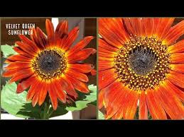 Berwarna merah gelap dan hitam yang berukuran cukup besar dengan tinggi 1,5 meter dan berdiameter sekitar 15 cm. Biji Benih Bunga Matahari Velvet Queen Sunflower Velvet Queen 8 Seeds Lazada