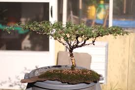 Image result for Acacia burkei