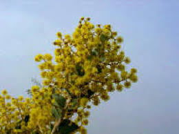 Image result for Acacia fleckii