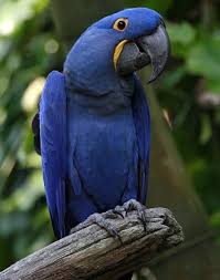 8 amazon rainforests monkeys 1. Amazon Rainforest Birds Facts