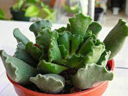 This plant is very rare and very easy to take care of. How To Propagate Key Lime Pie Succulents Aka Crinkle Leaf Succulents Plant Instructions