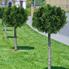 Order your dwarf tree online for fast delivery to your doorstep! Dwarf Hinoki Cypress Trees For Sale Fastgrowingtrees Com