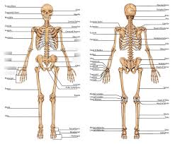 In fact, there are 17 muscles that attach to the scapula. Skeletal Major Bones Of The Human Body 2 Diagram Quizlet