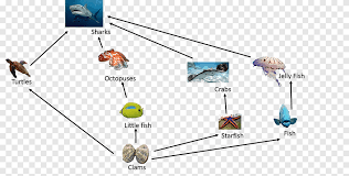 Interestingly, species such as coral and anenomes. Great Barrier Reef Food Chain Food Web Crab Mahogany Color Angle Food Png Pngegg