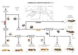 They munch on sweets, vegetables, meats, and other insects. Antkey Neurope English A3 01 The Ant Life Ants Ant Species Small Black Ants