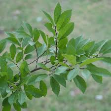 Image result for Ulmus parvifolia