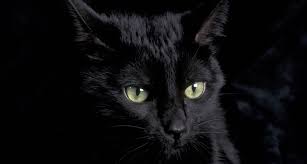 Here you can explore hq black cat transparent illustrations polish your personal project or design with these black cat transparent png images, make it even more personalized and more attractive. Cute Cats Animalstab Cat Wallpaper Cute Black Cats Cats And Kittens
