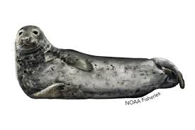 Gray Seal Noaa Fisheries