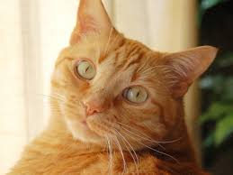Tabby cats are striped due to the agouti gene. 20 Fun Facts About Orange Tabby Cats