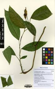 Image result for Culcasia