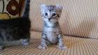 Highlander Kittens Available from an ethical breeder. – VA ...