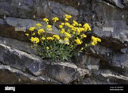 Image result for Aurinia