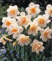 Narcissus Double Narcissus Flowerdrift Daffodils Double Flowering From Van Bloem Gardens Daffodil Flower Daffodils Bulb Flowers