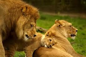 Image result for lion biting lioness tail