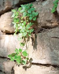 Image result for Parietaria