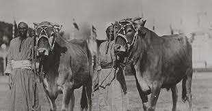فلاحين من قرية جبارس في مركز ايتاي البارود بالبحيرة سنة 1914 Old Egypt Old Pictures Egypt