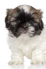 Baby Shih Tzu Puppies Baby Shih Tzu Shih Tzu Puppy Shih Tzu Puppy Baby Baby Shih Tzu