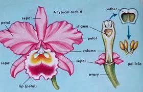 Pin On Cattleya