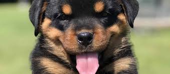 Adopt lab dogs in louisiana. Louisiana Rottweiler Puppies For Sale Mississippi Rottweilers