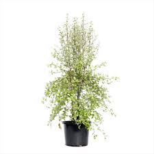 Its present range extends from australasia, oceania, sicily, eastern asia and some parts of africa. Pittosporum Tenuifolium Silver Sheen 200mm