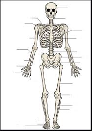The central nervous system (cns) is the part of the nervous system consisting primarily of the brain and spinal cord.the cns is so named because the brain integrates the received information and coordinates and influences the activity of all parts of the bodies of bilaterally symmetric animals—i.e., all multicellular animals except sponges and jellyfish. Skeletal System Labeling 3 Diagram Quizlet
