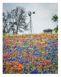 As you walk the trail, you may notice gray, black, green and orange patches growing flat on the rocks. Amazon Com Texas Bluebonnets And Indian Paintbrush Wildflowers 11x14 Unframed Photo Wall Art Print Decor Gift For Texans Or Anyone Who Loves Flowers Home Dorm Or Bedroom Poster Decor