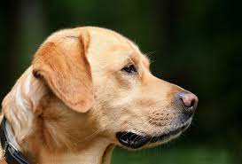 Your dog should have a nice tummy tuck when viewed from the side. How Would I Know If My Dog Has A Brain Tumour Vet Help Direct