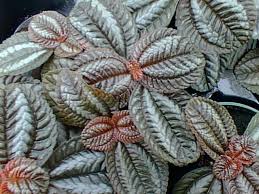 Image result for Pandiaka involucrata