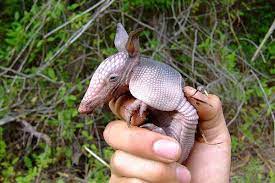 17 Images Of Adorable Baby Armadillos In 2021 Cute Baby Animals Armadillo Cute Babies