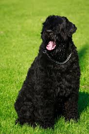 could your family take on a 200 lb dog if so consider these pups best large dog breeds black russian terrier dog breeds