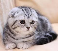 Milgatitos Scotish Fold Razas De Gatos Gatos Scottish Fold