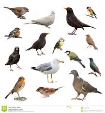 In unserem garten wir schon lange warten auf die vögel die wir alle mögen nun tragen die alten vortrag mit mag. Britische Garten Vogel Stockbild Bild Von Britische 21204183
