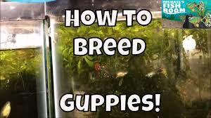 How To Breed Guppies Guppy Fish For Profit Breeding Guppies For Profit Guppy Guppy Fish Fish Breeding