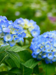 Image result for Ozoroa macrophylla