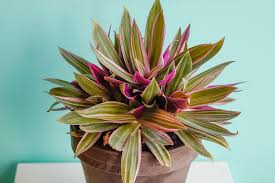 Image result for Tradescantia