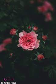 خلفيات ورد خلفيات ورود جميلة جدا خلفيات ورد طبيعي الورد من أكثر الأشياء التي ترسم البسمة وتبعث الر احة والت فاؤل ب in 2021 pink rose bouquet rose flowers photography