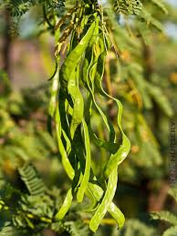 Image result for Acacia farnesiana