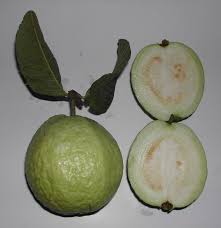 Image result for Psidium guajava