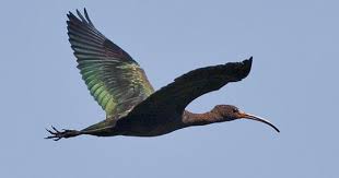 November Bird Of The Month November December Birds Wildlife Around La Janda Birds Wildlife Bird